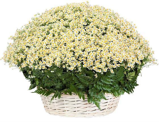 Цветочная композиция из Ромашки в корзине в Котельниково
